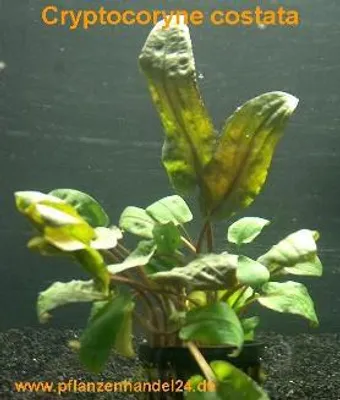 Produktbild von 1 Topf Cryptocoryne costata, Wasserpflanzen