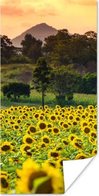 Produktbild von MuchoWow® Poster Sonnenblume - Natur - Berg 20x40 cm - Plakat - Foto
