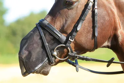 Produktbild von Busse Nüsternschutz  FLY PROTECTOR schwarz, Busse_17_Groessen:G-Pony/VB