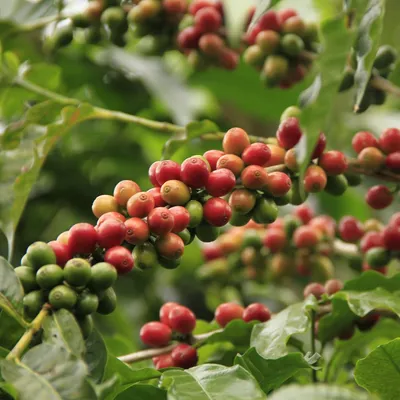Produktbild von Arabica-Kaffee (Coffea arabica) - 10 Samen