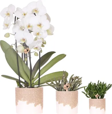 Productafbeelding van plantenset 3-teilig wite Niagara Falls orchidee 12cm + 2 vetplanten sierpotten