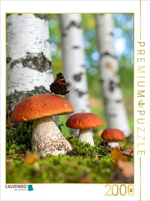 Produktbild von CALVENDO Puzzle Rotkappen Pilze und Schmetterling | 2000 Teile Lege-Größe 90x67cm Foto-Puzzle für glückliche Stunden