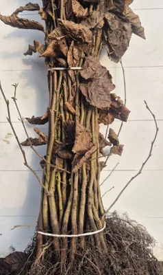 Produktbild von Hainbuche 60–100 cm 1 Stk – Carpinus betulus, Heckenpflanze, Sichtschutz, Hecke