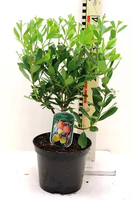 Produktbild von Erdbeerbaum 40-60 cm Arbutus unedo -Erdbeerstrauch - Winterblüher und mediterranes Gehölz