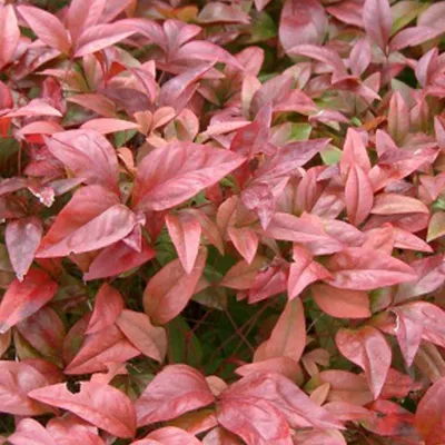 Image de 2 x Heiliger Bambus - Nandina domestica | 30-40 cm en conteneur