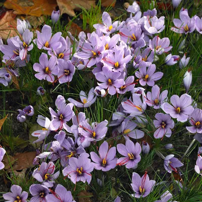 Produktbild von Bloomique - Mischung aus 40 - Crocus Sativus - Safrankrokus - Blau - Blumenzwiebeln - Herbstblüher - Mehrjährige Pflanzen - Wird 5-10 cm groß