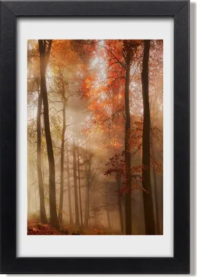 Produktbild von Bild 20x30 MDF-Rahmen, Wandkunst Herbstwald