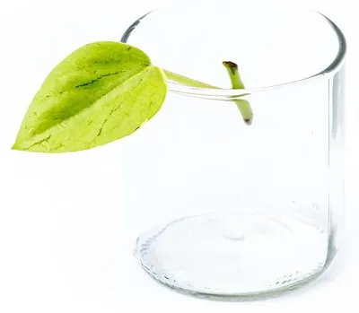 Obrázok produktu pre Gardners Peperomia Pixie - odrezky na zakorenenie