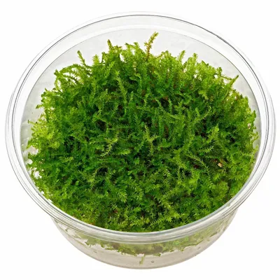 Produktbild von Vesicularia Montagnei 'Christmas' in-Vitro