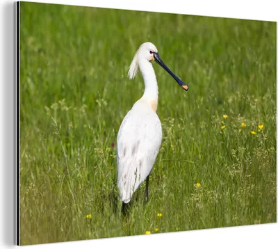 Obrázok produktu pre Nástenná dekorácia Kovový kovový obraz Wall Art 60x40cm Lykožrút v trávnatom poli Muchowow Hliníkové obrazy