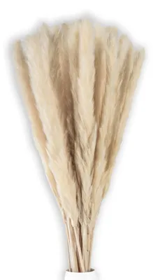 Pampasgras 30 Stk. weiß 45 cm – getrockneter Strauß