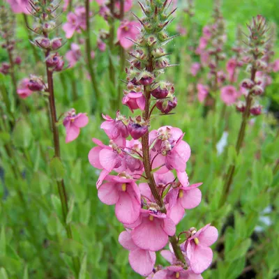 Produktbild von 6 x Diascia 'Ruby Field' | Topf 9cm x 9cm