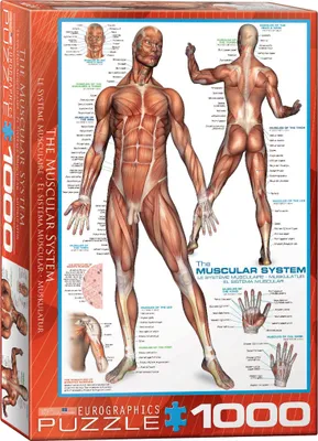 Produktbild von Anatomie - Die menschliche Muskulatur 1000 Teile Puzzle Format 68x48 cm