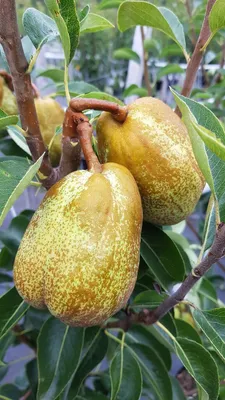 Image de Pyrus communis 'William's' / Poirier William's