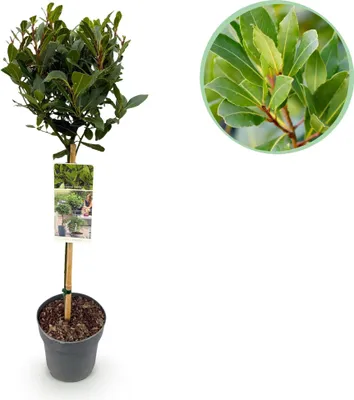 Obrázek produktu pro Laurus nobilis kmenová rostlina – vždyzelený vavřín – snadná péče – Ø19 cm – výška cca 90 cm – středomořský šarm pro terasu a balkon