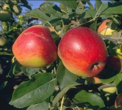 Two red and yellow apples are hanging from a tree branch with green leaves.