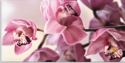 Produktbild von ARTland Glasbild Rosa Orchidee Größe: 100x50 cm