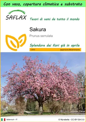 Immagine prodotto di SAFLAX Garden to go - Sakura - 30 semi - Prunus
