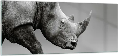 Produktbild von Bilder auf glas - Einteilig - Nashorn Monochrom Tier - 100x40cm - Glasbilder - Wandbilder - Bilder - zum Aufhängen bereit - Wanddekoration aus Glas - Glas Bilder - Wandbild auf Glas - GAB100x40-4954