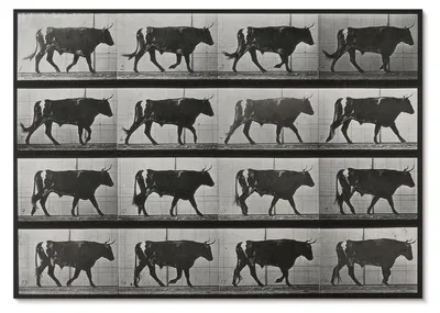Zdjęcie produktu dla PLAKAT – 84 x 59 cm (A1) – Eadweard Muybridge – Maszerujący byk. Fototyp według Eadwearda Muybridge'a, 1887 r. – Dekoracja ścienna do salonu, sypialni i przedpokoju, nowoczesny plakat, bez ramy