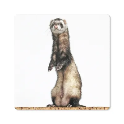 Produktbild von MuchoWow® Mauspad Mousepad Frettchen - Tiere - Fell 20x20 cm - Mousepads - Maus Mat - Pad - Mausunterlage - Desk Mat - Bureauartikeln