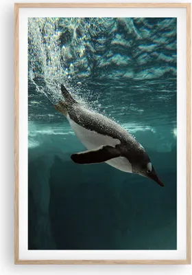 Produktbild von Gerahmtes Poster - Rahmen in heller Eiche - Tauchen Pinguin Gletscher - 61x91,5 cm - Wand Bild - Wanddeko - Wandbilder - Wandposter - Bilderrahmen - Bilder - Kunstdruck - Wandbild - P2NPA61x91-4189