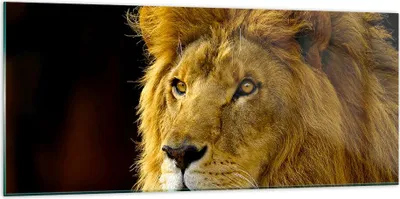 Produktbild von Bilder auf glas - Löwe Tiere Tierwelt - 120x50cm - Glasbilder - Wandbilder - Kunstdruck - zum Aufhängen bereit - Wanddekoration aus Glas - Glas Bilder - Wandbild auf Glas - Einteilig - GAB120x50-1237