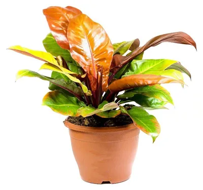 Produktbild von Gardners Philodendron "Prince of Orange", Durchmesser 26 cm