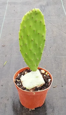 Image de Opuntia ficus-indica / Figuier de Barbarie