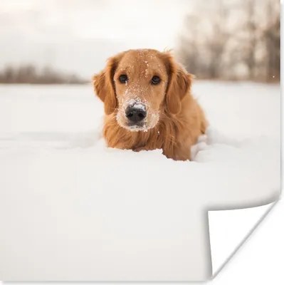 Produktbild von MuchoWow® Poster Hund - Schnee - Winter 75x75 cm - Wand Dekoration