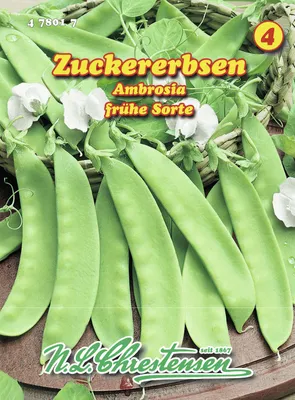 Produktbild von Zuckererbse Ambrosia | Zuckererbsensamen von N.L. Chrestensen