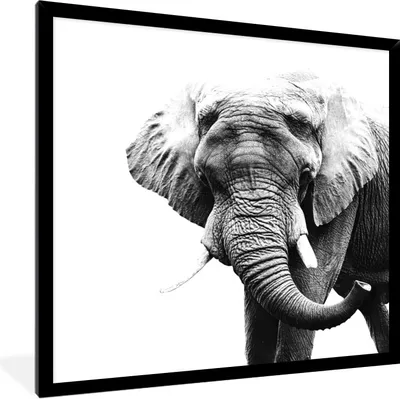 Produktbild von MuchoWow® Gerahmtes Poster Elefant - Tiere - Schwarz - Weiß 40x40 cm - Poster mit Schwarzem Bilderrahmen Wandposter Rahmen Foto Bilder - Mit Rahmen - Wanddekoration Schlafzimmer