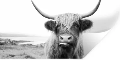 Produktbild von MuchoWow® Wandtattoo Wandsticker Wandaufkleber Tiere - Schottischer Highlander - Kuh - Schwarz - Weiß 160x80 cm Selbstklebend und Repositionierbar - Sticker - Dekorfolie