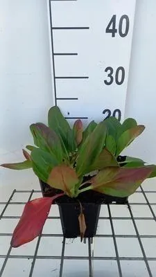 Zdjęcie produktu dla 6 x Bergenia hybr. 'Wintermärchen' - pseudodictamnus - Topf 9 x 9 cm