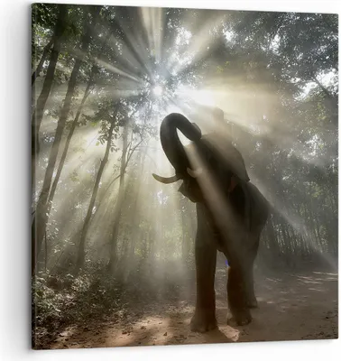 Produktbild von Bild auf Leinwand - Leinwandbild - Elefant Dschungel  - 50x50cm - Wand Bild - Wanddeko - Wandbilder - Leinwanddruck - Bilder - Kunstdruck - Wanddekoration - Leinwand bilder - Wandkunst - AC50x50-3835