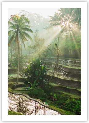 Produktbild von Poster - Poster ohne Rahmen - Terrassen Reis Palmen - 50x70 cm - Wand Bild - Wanddeko - Wandbilder - Kunstposter - Wandposter - Bilder - Kunstdruck - Wanddekoration - Wandbild - P2XPA50x70-4665