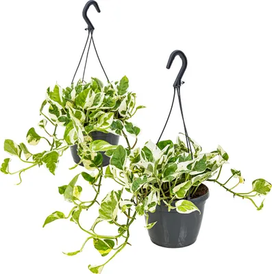 Produktbild von 2er-Set - Scindapsus N-Joy - Efeutute - Hängepflanze - Zimmerpflanzen - Luftreinigend - Pflegeleicht - 20-30 cm Hoch - Topf 15 cm
