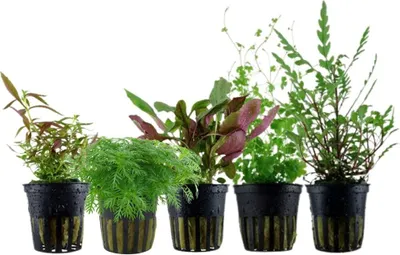 Produktbild von Pflanzen Set mit 5 Mittelgrund Topf Aquarium Wasserpflanzen AquaOne Nr.115
