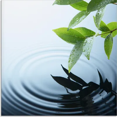 Produktbild von ARTland Glasbild Pflanze und Wasser Größe: 30x30 cm