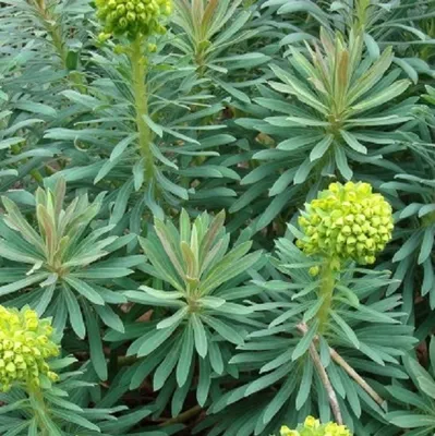 Image de 6 plants de Euphorbia characias 'Wulfenii' (euphorbia méditerranéenne) | Pot de 9x9 cm