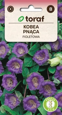 Zdjęcie produktu dla Kobea pnąca fioletowa Nasiona kwiatów - 539 Toraf