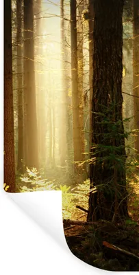 Produktbild von MuchoWow® Wandtattoo Wandsticker Wandaufkleber Wald - Bäume - Sonne 60x120 cm Selbstklebend und Repositionierbar - Selbstklebend - Fototapeten