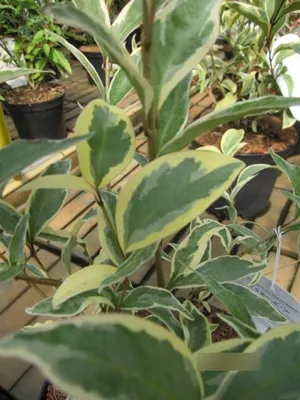 Produktbild von Ligustrum japonicum Arlequin Briseize - Japanischer Harlekin-Liguster 30-40