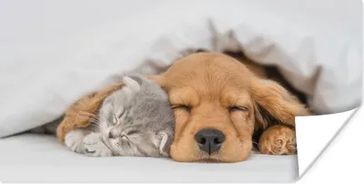 Produktbild von MuchoWow® Poster Haustiere - Hund - Katze - Decke 40x20 cm - Poster für die Wand - Poster Schlafzimmer