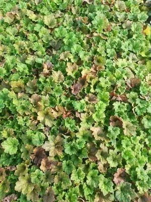 Produktbild von 6 x Tellima grand. 'Forest Frost' - Falsche Alraunwurzel - Topf 9 x 9 cm