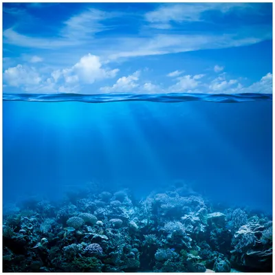 Produktbild von Wallario Premium Glasbild, freischwebende Optik, kräftige Farben, Größe 50 x 50 cm Motiv Unterwasserwelt Meer