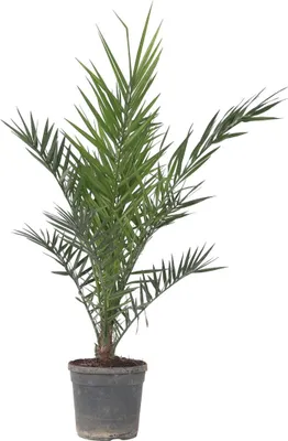 A potted palm tree against a white background.