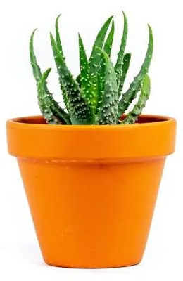 Obrázok produktu pre Gardners Aloe Humilis, priemer 6 cm