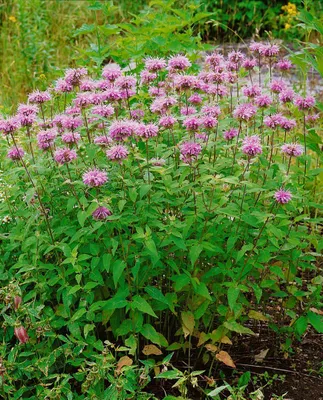 Produktbild von Monarda fistulosa 'Beauty of Cobham', Indianernessel, rosa, ca. 11x11 cm Topf