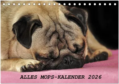 Produktbild von Alles Mops-Kalender 2026 (Tischkalender 2026 DIN A5 quer), CALVENDO Monatskalender